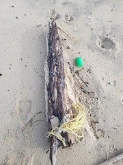 Eurynebria complanata