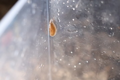 Glossiphoniidae