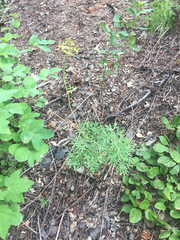 Lomatium brandegeei