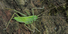 Meconema