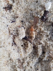 Eurynebria complanata