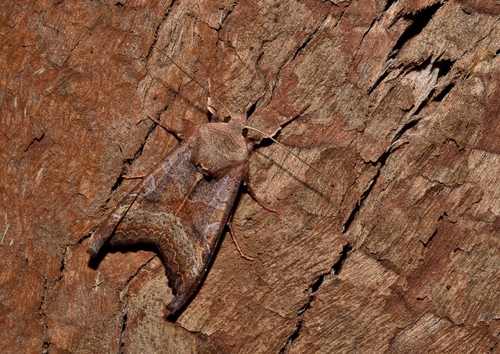 Phlogophora wollastoni