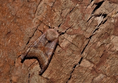 Phlogophora wollastoni