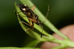 Closterotomus biclavatus