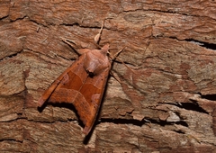 Phlogophora wollastoni