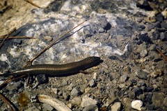 Chalcides ocellatus