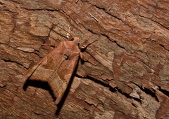 Phlogophora wollastoni