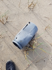 Eurynebria complanata