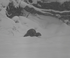 Mustela putorius