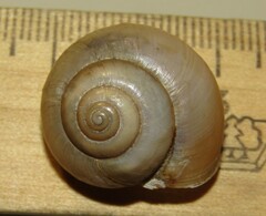 Fruticicola fruticum