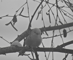 Aegithalos caudatus caudatus