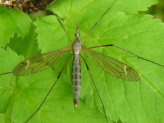 Tipula pseudoirrorata