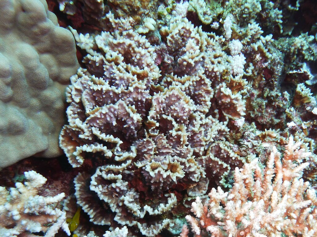 Oxypora convoluta