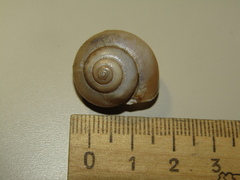 Fruticicola fruticum