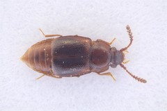 Acrulia inflata