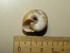 Fruticicola fruticum