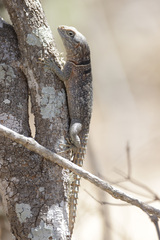 Oplurus cyclurus