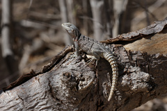 Oplurus cyclurus