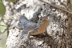 Oplurus cyclurus