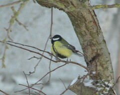Parus major
