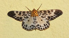 Pogonopygia nigralbata