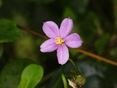 Heterotis rotundifolia