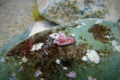 Pterochelus triformis