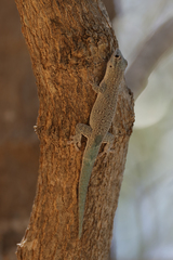 Phelsuma mutabilis