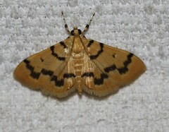 Dichocrocis clytusalis