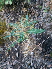 Ptilostemon hispanicus