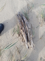 Eurynebria complanata