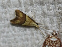 Crocanthes prasinopis