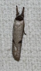 Pilostibes stigmatias