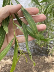 Acacia salicina