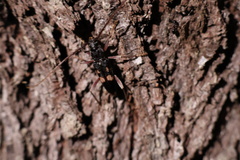 Phoracantha punctata