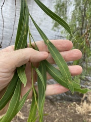 Acacia salicina