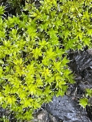 Syntrichia montana