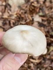 Marasmius nigrodiscus