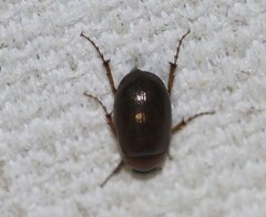 Melolonthinae