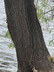 Acacia salicina