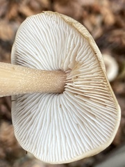 Marasmius nigrodiscus