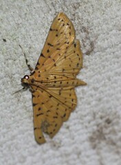 Conogethes punctiferalis