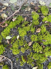 Syntrichia montana