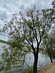 Acacia salicina
