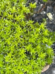 Syntrichia montana