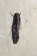Monopis crocicapitella