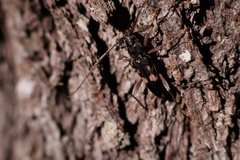 Phoracantha punctata