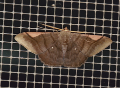 Sphacelodes vulneraria