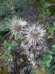 Ptilostemon hispanicus