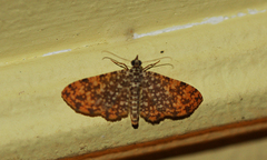 Pomasia salutaris